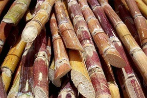 The four farmers doused themselves in kerosene in the Solapur collectorate yesterday, but the police staff present their stopped their attempt to set themselves ablaze and detained them, a police official on duty said. (Express) The four farmers doused themselves in kerosene in the Solapur collectorate yesterday, but the police staff present their stopped their attempt to set themselves ablaze and detained them, a police official on duty said. (Express)