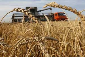 wheat import