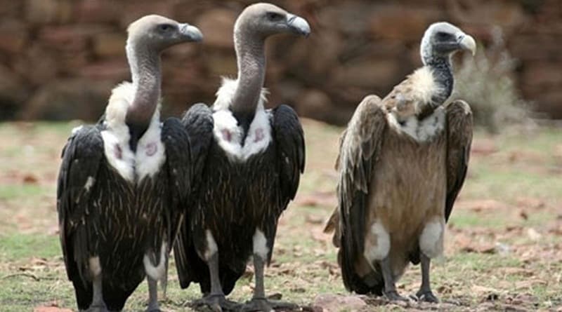 Red panda, asian elephant, endangered animals, endangered animals today, Great indian bustard, Mountain gorilla, black Rhino, dugong, pangolin, snow leopard