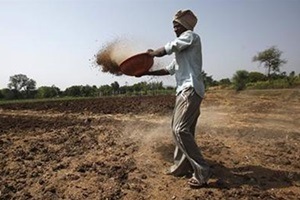 Fertilisers, which provide nutrients needed for plant growth, are traditionally applied to the soil either by spreading them on fields or mixing them with irrigation water. (Reuters) Fertilisers, which provide nutrients needed for plant growth, are traditionally applied to the soil either by spreading them on fields or mixing them with irrigation water. (Reuters)