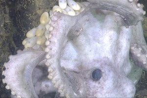 The international team, led by researchers from University of Adelaide in Australia, compiled a global database of cephalopod catch rates to investigate long-term trends in abundance. (Reuters)