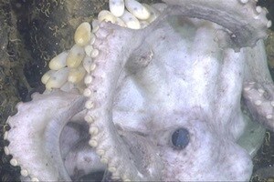 The international team, led by researchers from University of Adelaide in Australia, compiled a global database of cephalopod catch rates to investigate long-term trends in abundance. (Reuters)