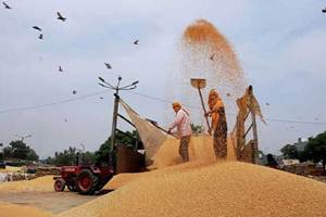 Wheat production, wheat grain, Krishi Bhawan, GDP growth