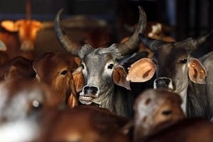 Beef ban
