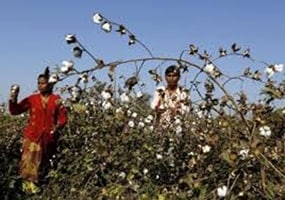Bayer says that combining research and development as well as product lines would make the two companies worth more together than separately. (Reuters)