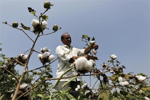 Cotton, cotton production, kharif production, commodities, commodity prices, cotton prices