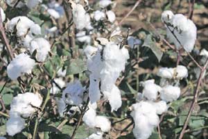 "Farmers are finding other crops profitable," said Shahzad Ali Khan, chairman of Pakistan Cotton Ginner's Association.