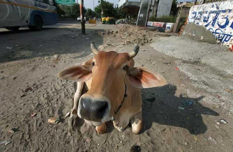 A cow sit at a roadside, at sector 22 in Noida on Oct 5th 2015. Express photo by Ravi Kanojia.