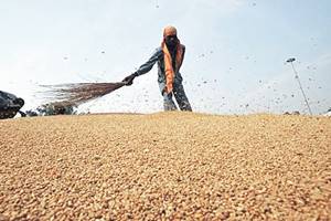 wheat price, wheat, farmers, demonetisation, demonetization effect, demonetisation farmers, demonetization effect on farmers,