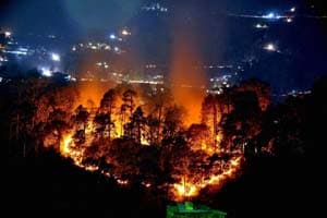 FOREST FIRE