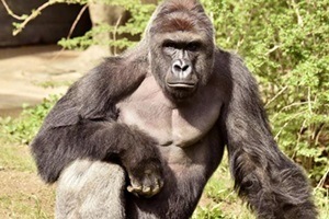 A gorilla was shot dead at the Cincinnati Zoo to save a 3-year-old boy. (Reuters) 