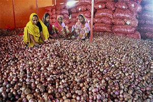 onion exports rise, onion export rises, onion export, export of onion onion exports rise, onion export rises, onion export, export of onion