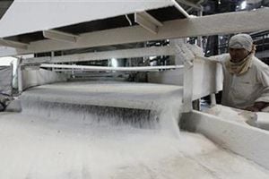 Sugar shares