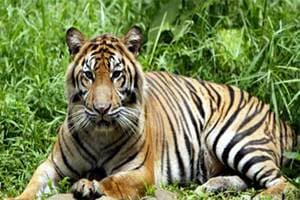 Earlier, the National Tiger Conservation Authority (NTCA) had found alleged violation of laws in construction of tiger safaris in these two national parks. (Source: IE) Earlier, the National Tiger Conservation Authority (NTCA) had found alleged violation of laws in construction of tiger safaris in these two national parks. (Source: IE)