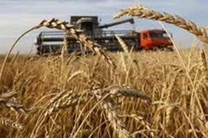 United Nations Environment program, Wheat, Maize, toxins in crops, health