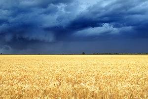 Higher wheat output from Australia will add pressure on global prices, which last week hit a seven-month high on concerns over the outlook for the US crop. (Source: ABARES Website) Higher wheat output from Australia will add pressure on global prices, which last week hit a seven-month high on concerns over the outlook for the US crop. (Source: ABARES Website)