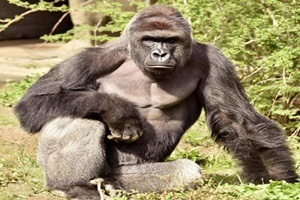 Police said Tuesday they are investigating the case of the 3-year-old boy who fell into the gorilla enclosure at the Cincinnati Zoo and had to be rescued by a team that shot the 400-pound animal to death. (Reuters)