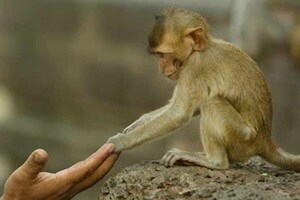 Monkey