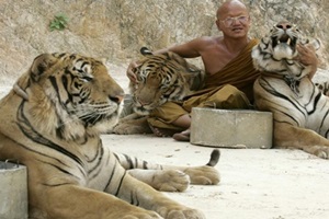 "Today we found found tigers skins and amulets in a car which was trying to leave the temple," Adisorn Noochdumrong, the deputy director of Thailand's parks department, told AFP. (Reuters) "Today we found found tigers skins and amulets in a car which was trying to leave the temple," Adisorn Noochdumrong, the deputy director of Thailand's parks department, told AFP. (Reuters)