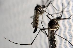 Zika virus