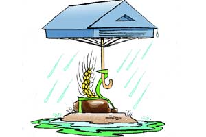 Nature is inherently diverse. Agro-climatic regions are different, watersheds are different, farms are different, and fields are even more different—both among and within. (Illustration:Rohnit Phore) Nature is inherently diverse. Agro-climatic regions are different, watersheds are different, farms are different, and fields are even more different—both among and within. (Illustration:Rohnit Phore)