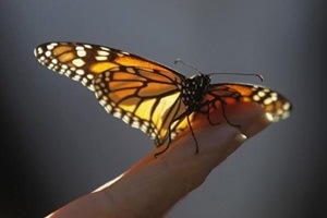 Butterfly wing patterns are of special interest to evolutionary biologists because they provide an easily accessible model of how natural selection chooses from many possible variations. (Reuters)