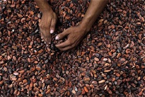 With the improved technology and higher yields, the cross cultivation between coconut, arecanut and other palms has resulted in an increased profitability of the program as well as the farmers With the improved technology and higher yields, the cross cultivation between coconut, arecanut and other palms has resulted in an increased profitability of the program as well as the farmers