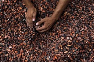 With the improved technology and higher yields, the cross cultivation between coconut, arecanut and other palms has resulted in an increased profitability of the program as well as the farmers