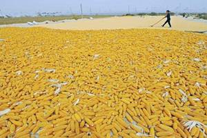 The macro-economic environment is going to be the key driver for all markets including agriculture for a while. (Reuters)