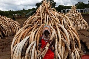 Large animals like elephants and sharks are killed for their body parts. Studies show that marine lives are at a risk of extinction.(Reuters)
