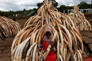 Large animals like elephants and sharks are killed for their body parts. Studies show that marine lives are at a risk of extinction.(Reuters)