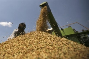 New Delhi lowered the wheat import tax to 10 percent from 25 percent. The import duty on crude palm oil and refined edible oils have been reduced to 7.5 and 15 percent respectively, the order posted on a government website, showed. (Reuters) New Delhi lowered the wheat import tax to 10 percent from 25 percent. The import duty on crude palm oil and refined edible oils have been reduced to 7.5 and 15 percent respectively, the order posted on a government website, showed. (Reuters)