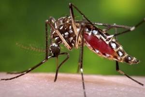 New technology holds the promise to making malaria-proof mosquitoes and eliminating their Zika-carrying cousins or wipe out an invasive species but these ''gene drives'' aren't ready to let loose in the wild just yet. (Reuters) New technology holds the promise to making malaria-proof mosquitoes and eliminating their Zika-carrying cousins or wipe out an invasive species but these ''gene drives'' aren't ready to let loose in the wild just yet. (Reuters)
