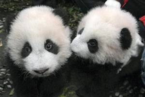 panda conservation, climate change, climate conservation panda conservation, climate change, climate conservation