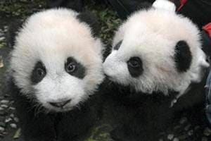 panda conservation, climate change, climate conservation