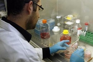 The team was able to differentiate the stem cells into osteoblasts. (Reuters) The team was able to differentiate the stem cells into osteoblasts. (Reuters)