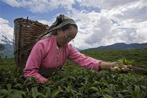 Nevertheless, the Kolk-ata–based Tea Board, which comes under the Union commerce ministry, expects better participation at the auctions in the coming days with larger amount of tea on sale. (Reuters)