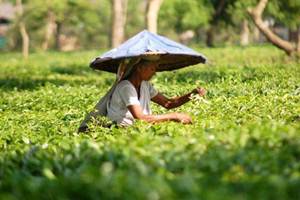 Unit price realisation for south Indian tea had increased by 10.97 per cent, according to the data. (PTI) Unit price realisation for south Indian tea had increased by 10.97 per cent, according to the data. (PTI)