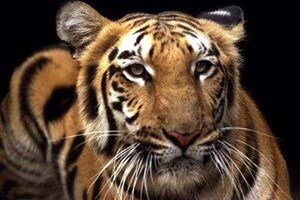 tigers