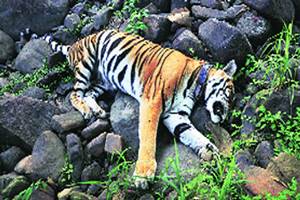 PTR made headlines in early 2009 when it became devoid of the striped animal following poaching and other reasons. (Source: IE)