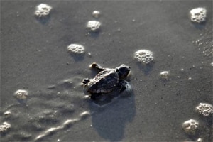 A new study from Denver Museum of Nature and Science by an international group of paleontologists suggests that the broad ribbed proto shell on the earliest partially shelled fossil turtles was initially an adaptation for burrowing underground. (Reuters)