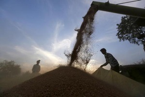 the government is likely to announce 5 to 10% hike in minimum support price (MSP) for the rabi crops, including wheat, barley, gram, masur and mustard, for the 2016-17 season besides a bonus on pulses in the range of Rs 250 to Rs 425 per quintal. (Reuters)