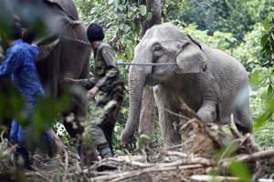 Wild elephant Wild elephant