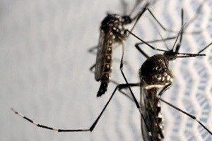 zika virus