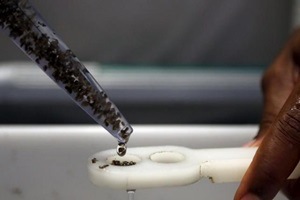 More than 100 babies who had "definitely or probably" been infected with Zika in the womb, turned out to have normal-sized heads in a recent study, researchers said. (Reuters)