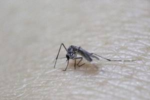 The peak flow of air travellers from regions of the Americas affected by the Zika virus coincides with the peak in the Aedes-mosquitoes capacity to transmit the virus. (Reuters)
