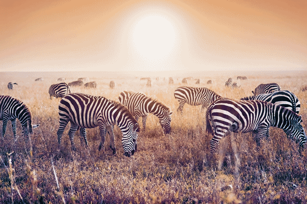 Safari Getaways promotes luxury wildlife experiences