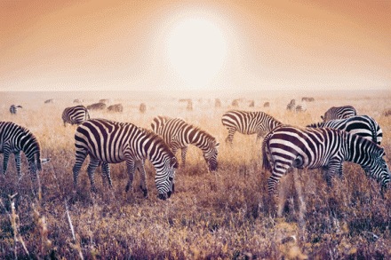 Safari Getaways promotes luxury wildlife experiences