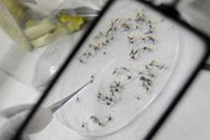 According to the data provided by National Vector Borne Control Disease Programme under the Health Ministry, this year till July 28, 15,099 dengue cases have been reported in various states while 26 people have died due to the disease. (Reuters)