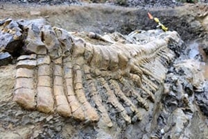 Representative Image: These held sway for more than 3 billion years, when the first multicellular organisms evolved. The most successful of these were the Ediacarans, which spread around the globe about 600 million years ago. (Reuters)